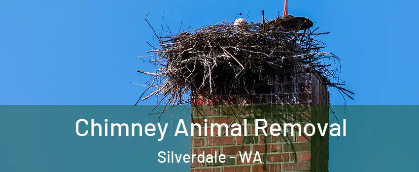  Chimney Animal Removal Silverdale - WA