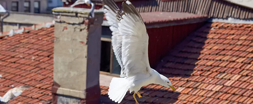 Residential Chimney Animal Removal Solution in Silverdale, WA