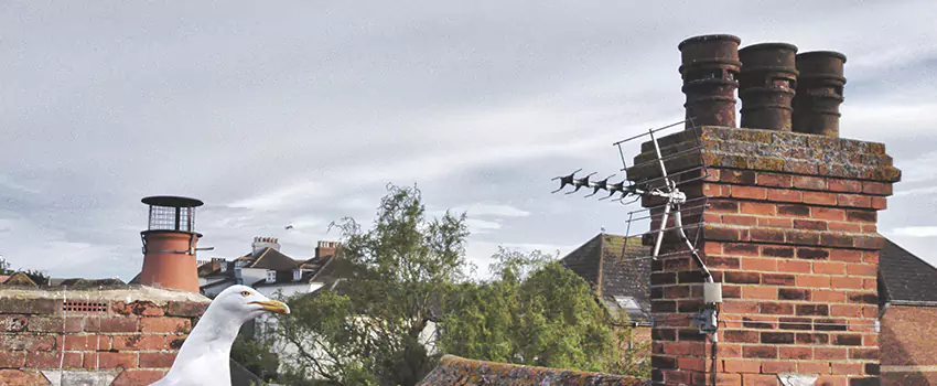 Chimney Cleaning And Restoration in Silverdale, Washington